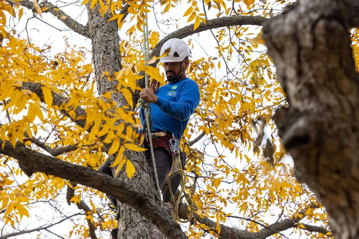 Skilled Tree Trimming crew working in Laughlin Afb
